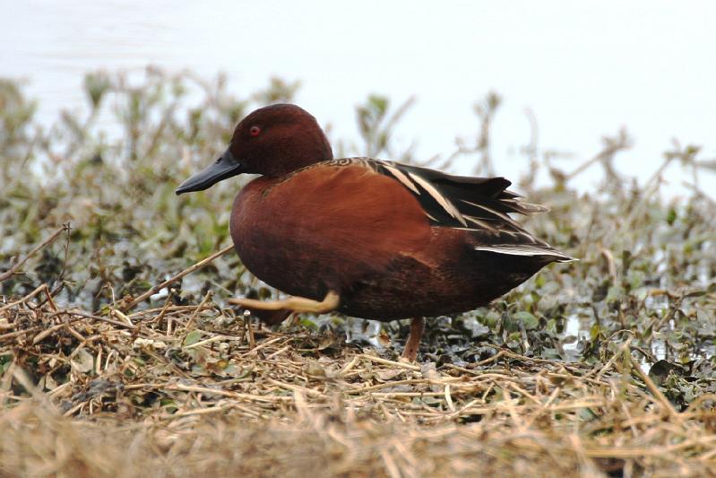 Cinnamon Teal 011709 039.jpg